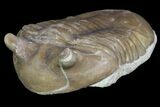 Asaphus Punctatus Trilobite - Russia #78540-2